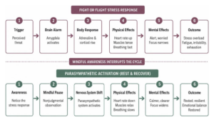Chain reaction of fight or flight stress response versus parasympathetic activation