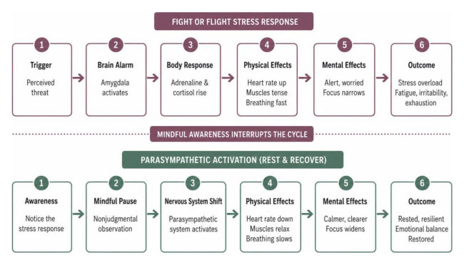 Chain reaction of fight or flight stress response versus parasympathetic activation