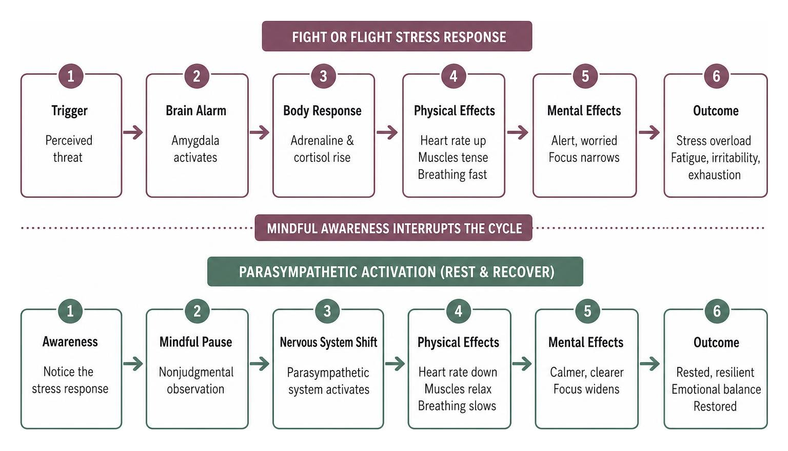 Chain reaction of fight or flight stress response versus parasympathetic activation